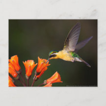 Beau colibri féminin