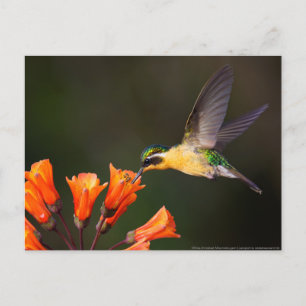 Carte Postale Beau colibri féminin