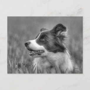 Carte Postale Beau Collie Chien
