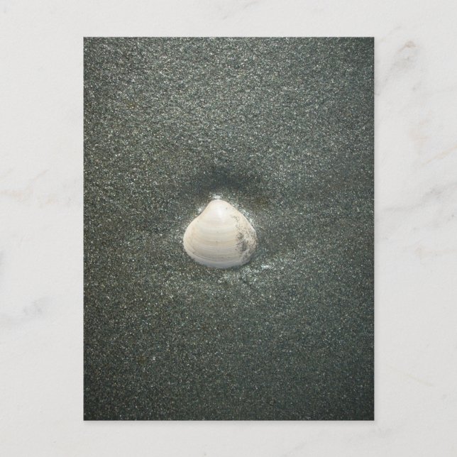 Carte Postale Beau coquillage dans le sable : Un souvenir salé (Devant)