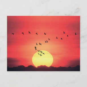 Carte Postale Beau coucher de soleil coloré avec des oiseaux vol
