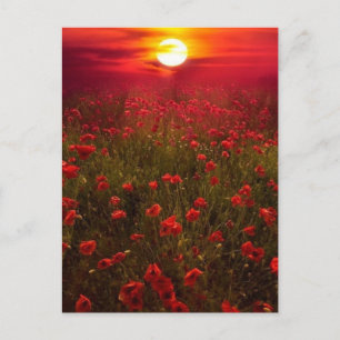 Carte Postale Beau coucher de soleil sur le champ de fleurs roug