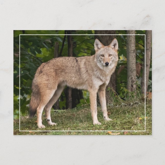 Carte Postale Beau Coyote (Devant)