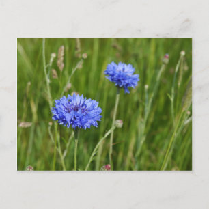 Carte Postale Beau décor de fleurs de prairie de Cornouailles Bl