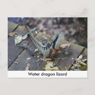 Carte Postale Beau Dragon D'Eau
