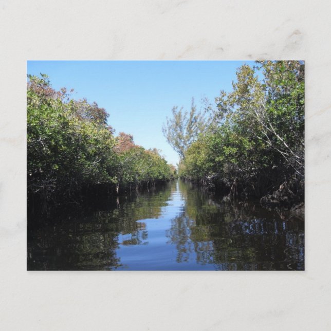 Carte postale Beau Florida Everglades (Devant)
