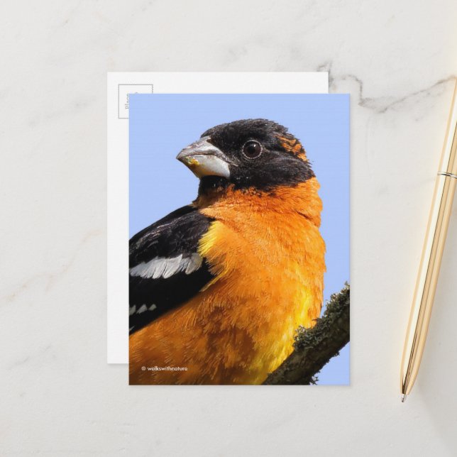 Carte Postale Beau Grosbeak à tête noire en arbre (Devant/Arrière en situation)