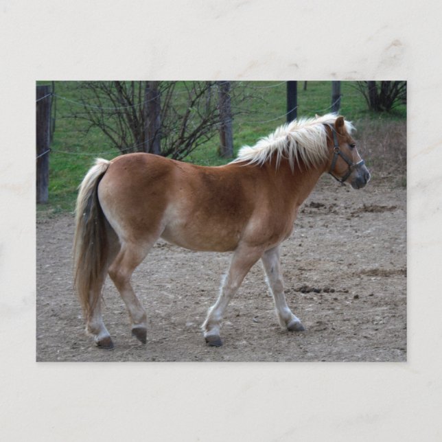 Carte Postale Beau Haflinger (Devant)