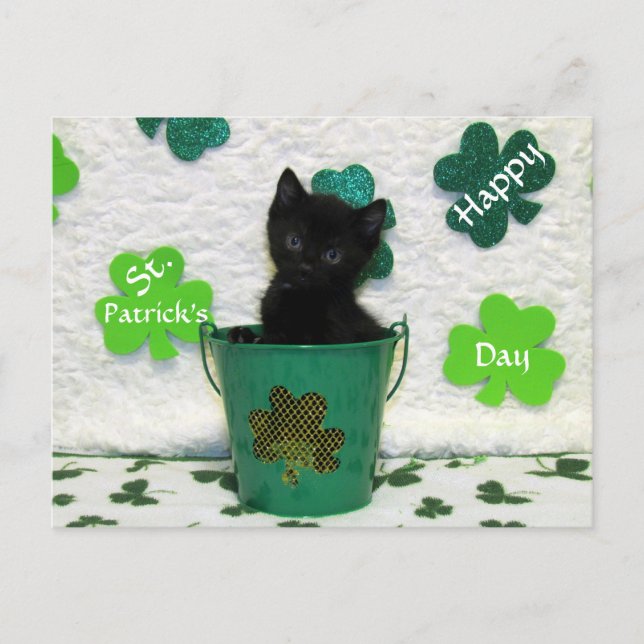 Carte Postale Beau Jack's St. Patrick's Day Chat / Kitten (Devant)