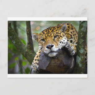 Carte Postale Beau jaguar relaxant dans l'arbre