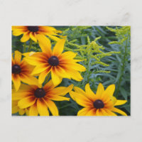 Beau jardin de fleurs de susan aux yeux noirs