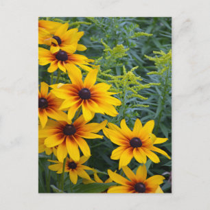 Carte Postale Beau jardin de fleurs de susan aux yeux noirs