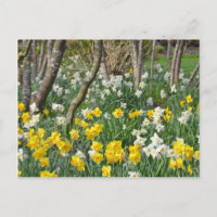 Beau jardin de jonquilles de printemps