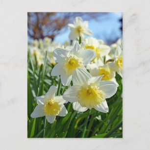 Carte Postale Beau jardin de jonquilles jaunes et blanches