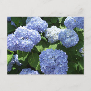 Carte Postale Beau Jardin, Fleurs d'Hydrangea Photo