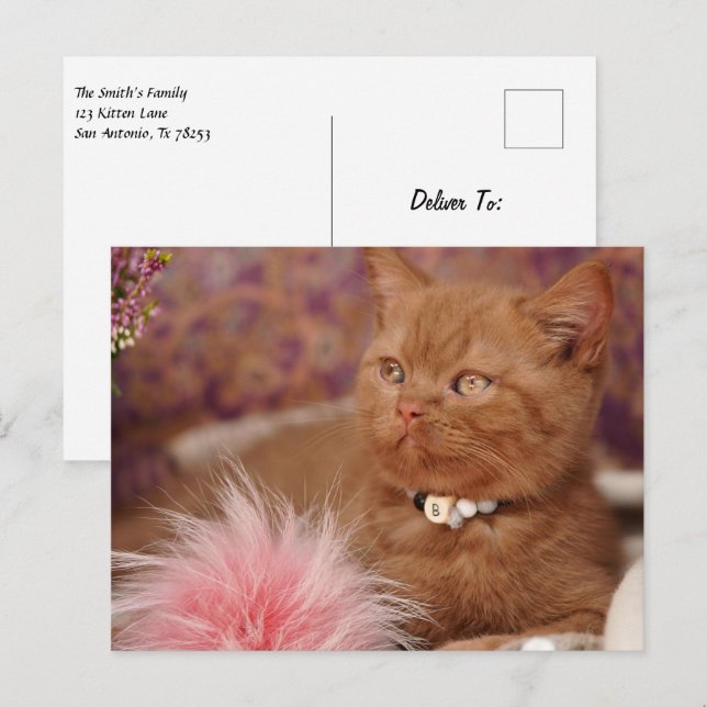 Carte Postale Beau Kitten Shorthair britannique (Devant / Derrière)