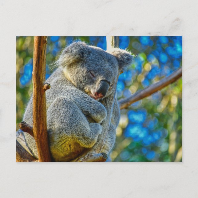 Carte Postale Beau koala (Devant)