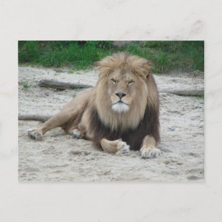 Carte Postale Beau Lion