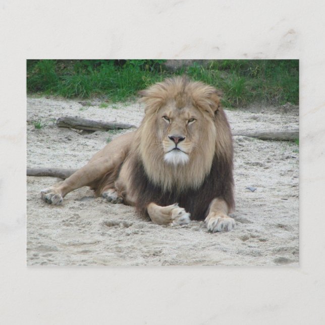 Carte Postale Beau Lion (Devant)