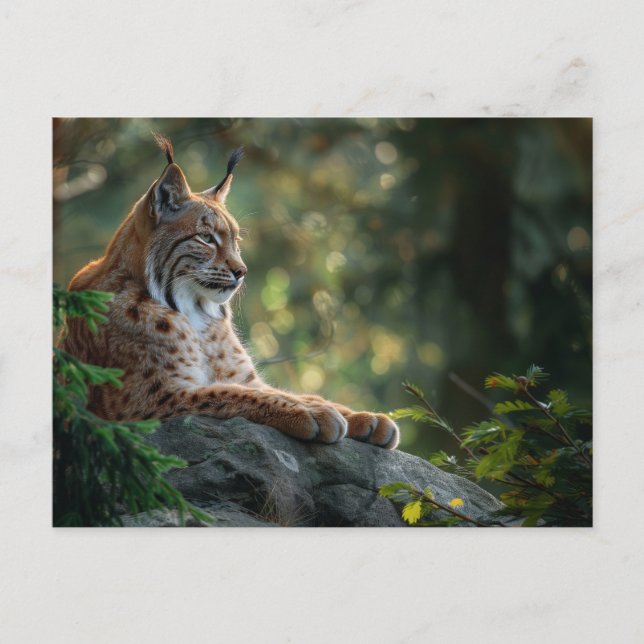 Carte Postale Beau lynx se reposant sur un rocher (Devant)
