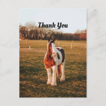 Beau Merci photo Brown Paint Draft Horse
