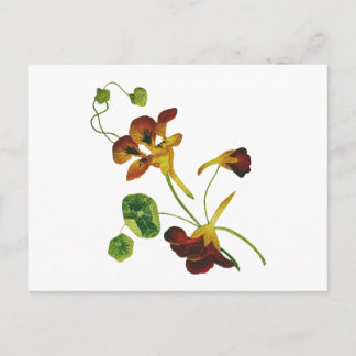 Carte Postale Beau Nasturtiums brodés colorés