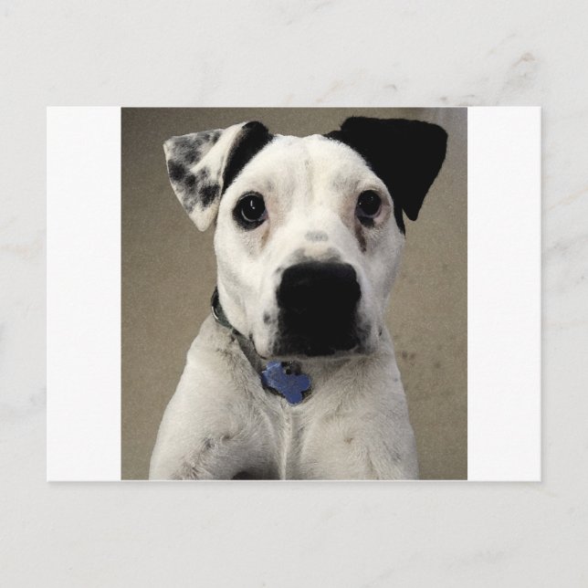Carte Postale Beau noir et blanc Pit Bull Terrier (Devant)