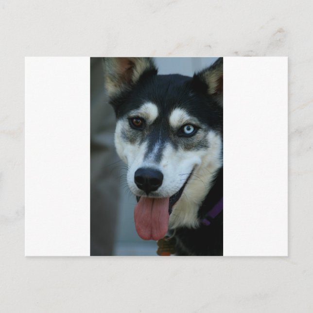 Carte Postale Beau Oeil Bleu Sibérien Husky (Devant)