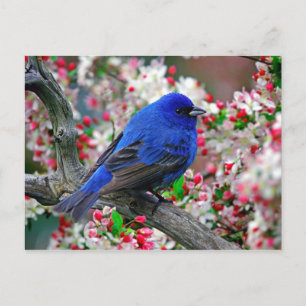Carte Postale Beau Oiseau Bleu