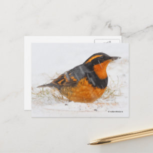 Carte Postale Beau oiseau-chanteur à grive variée en neige tomba