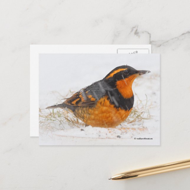 Carte Postale Beau oiseau-chanteur à grive variée en neige tomba (Devant/Arrière en situation)