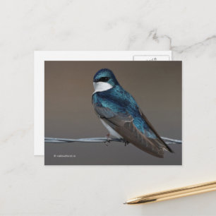 Carte Postale Beau oiseau-chanteur avale d'arbre sur un fil