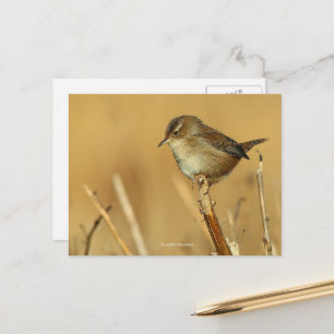 Carte Postale Beau oiseau chanteur porté par le marais dans les 
