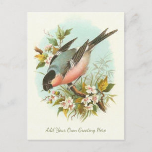 Carte Postale Beau Oiseau Vintage Ajouter Votre Propre Voeux