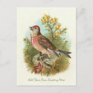 Carte Postale Beau Oiseau Vintage Ajouter Votre Propre Voeux