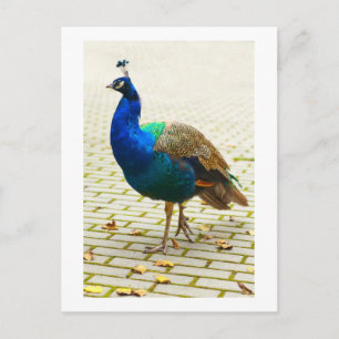 Carte Postale Beau paon