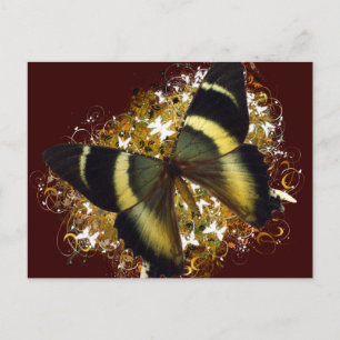 Carte Postale Beau Papillon