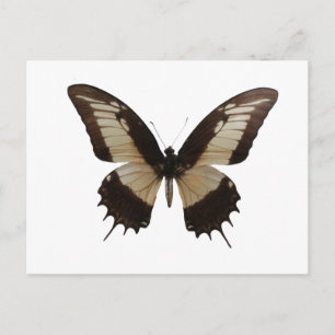 Carte Postale Beau Papillon