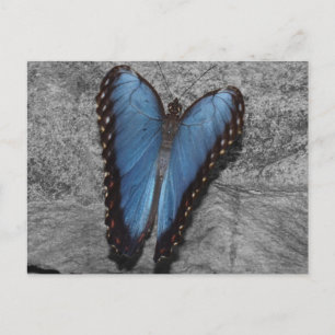 Carte Postale Beau Papillon Bleu