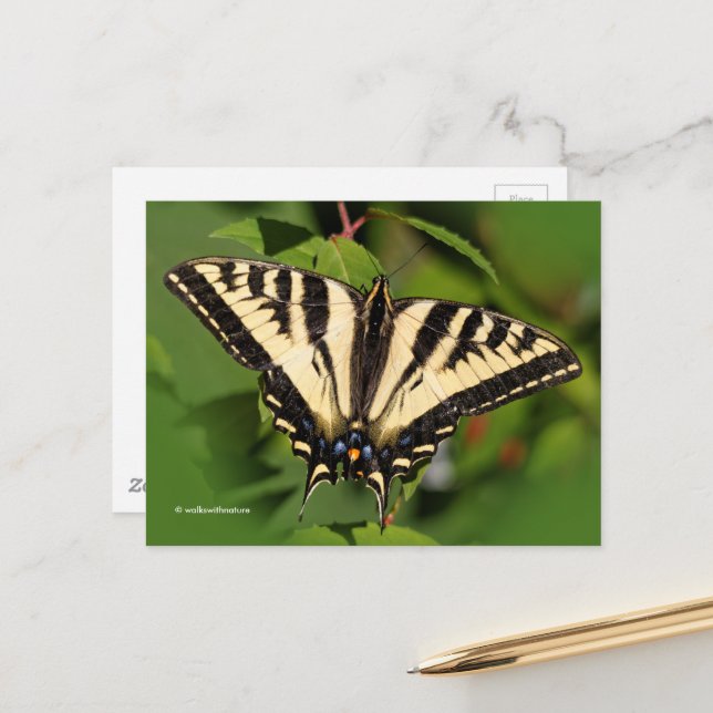 Carte Postale Beau papillon de l'Ouest de Tigre Swallowtail (Devant/Arrière en situation)