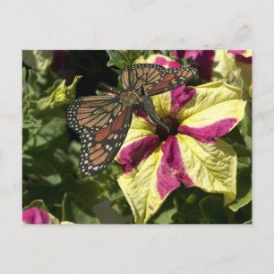 Carte Postale Beau papillon éléphant
