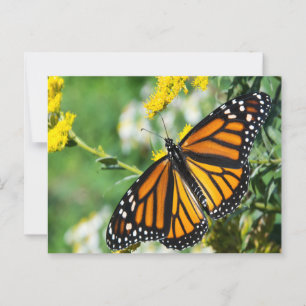 Carte Postale Beau papillon Monarque