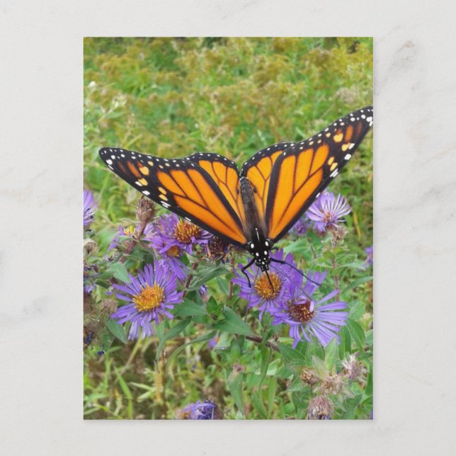 Carte Postale Beau papillon sur Cornflowers (Devant)