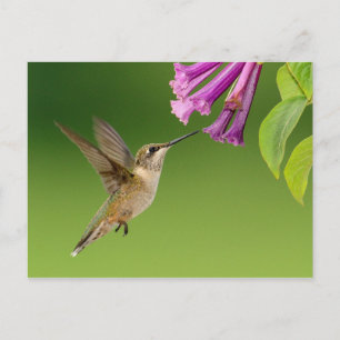 Carte Postale Beau Paysage Naturel Colibri