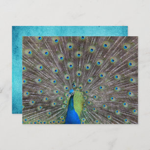 Carte Postale Beau Peacock   