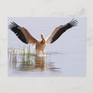 Carte Postale Beau Pélican Blanc S'Envolant Parmi Les Rèseaux