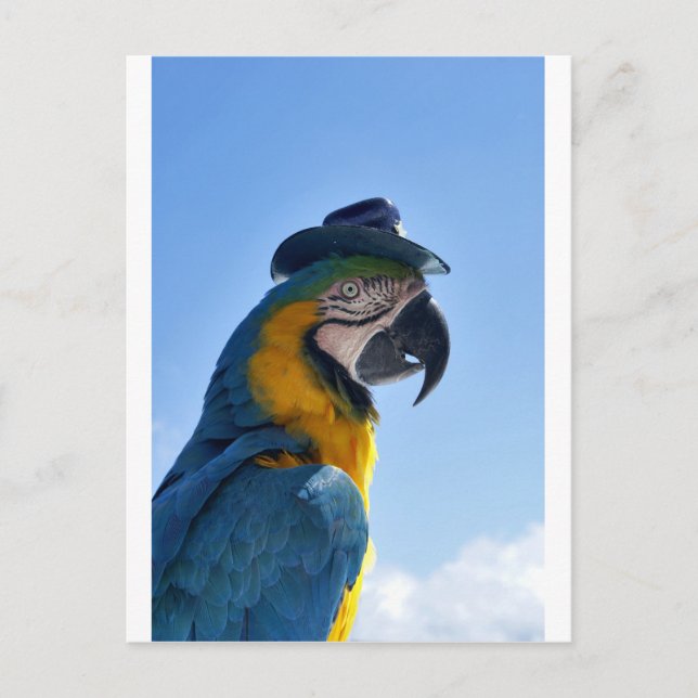 Carte Postale Beau perroquet portant un Casquette (Devant)