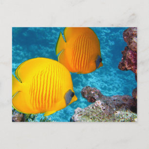 Carte Postale Beau poisson tropical et corail