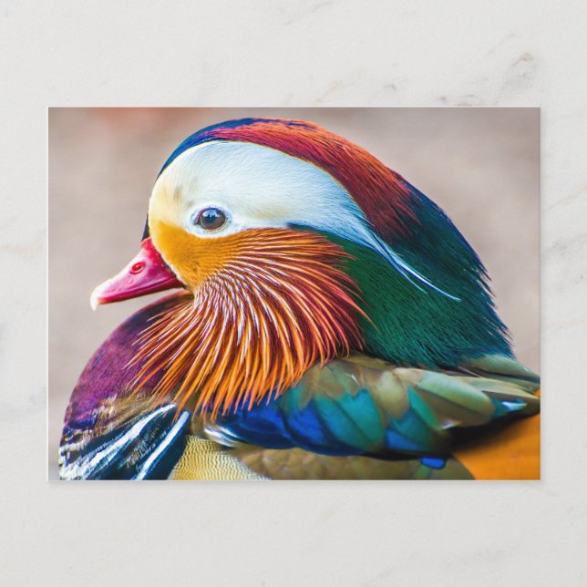 Carte Postale Beau Portrait de canard (Devant)