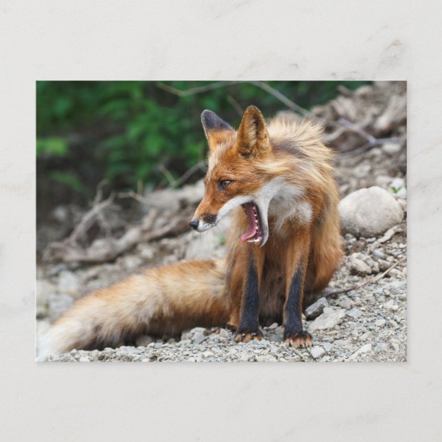 Carte Postale Beau renard rouge à large bouche ouverte (Devant)